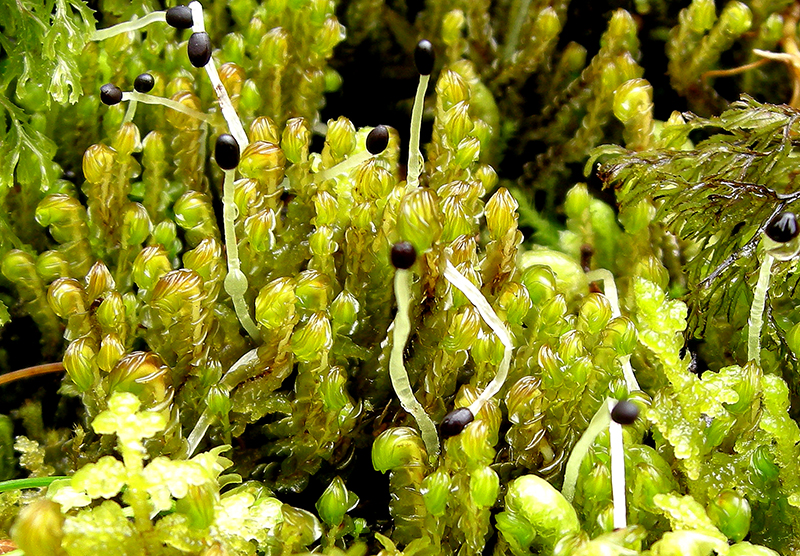 https://www.nzplants.auckland.ac.nz/content/nzplants/en/about/liverworts/some-leafy-liverworts/Adelanthaceae/Syzygiella-pseudocclusa.html